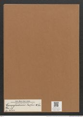 Campylodiscus ralfsii W. Sm. (de-Toni-Nr.: Genus 57, Species 2444) Zeichnungen Sammlung Grunow Mappe 02621 (Herbarium_W_Grunow_drawings_Folder_02621)